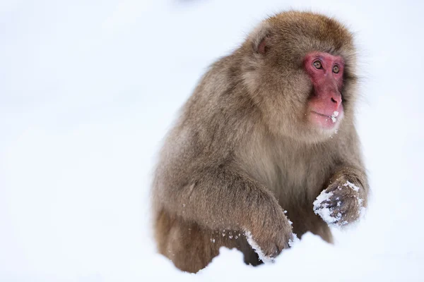 Kar maymun — Stok fotoğraf