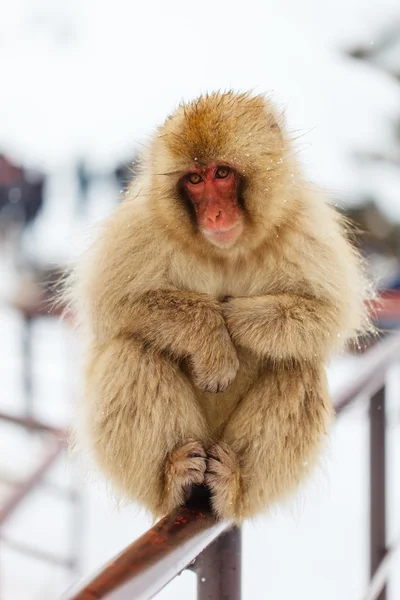 Kar maymun Japon makak — Stok fotoğraf