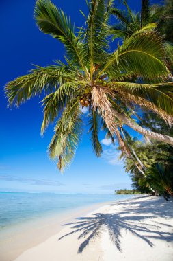 Beautiful tropical beach at exotic island in Pacific clipart