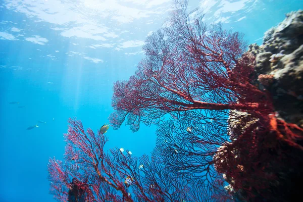 Arrecife de coral bajo el agua — Foto de Stock