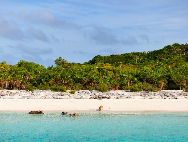 Porcs de natation d'Exuma — Photo