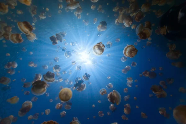 Jellyfish Lake underwater — Stock Photo, Image