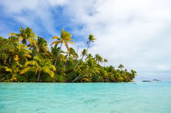 Багато хто вибирає тропічних на екзотичному острові в Тихоокеанському — стокове фото