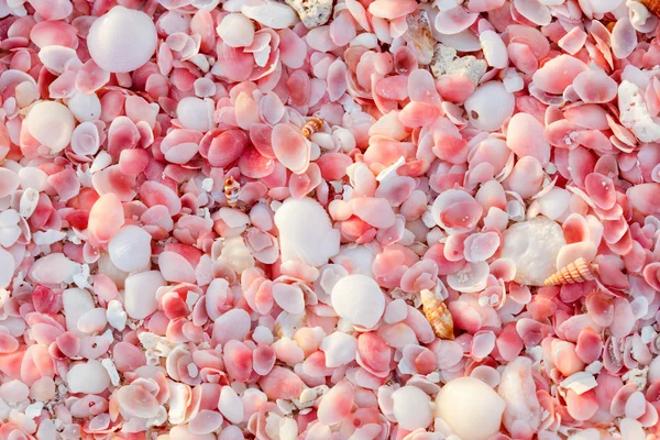 바부다 핑크 모래 해변 — 스톡 사진
