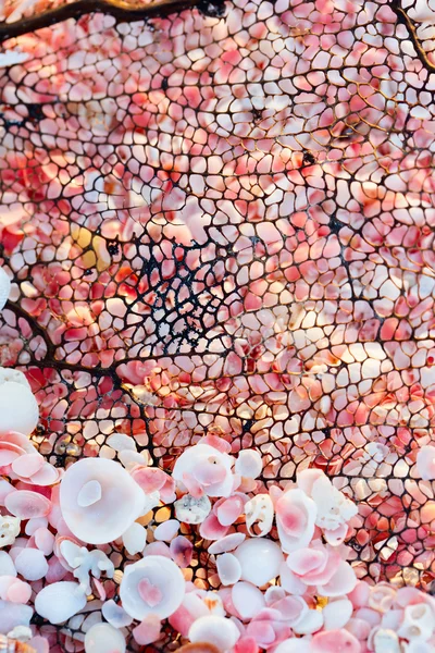 Tiny pink shells and piece of coral — Stock Photo, Image