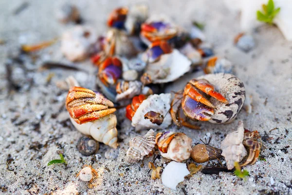 Einsiedlerkrebse auf Sand — Stockfoto