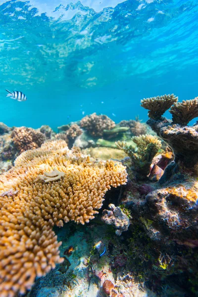 Τροπικός κοραλλιογενής ύφαλος — Φωτογραφία Αρχείου