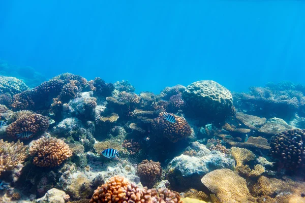 Barriera corallina tropicale — Foto Stock
