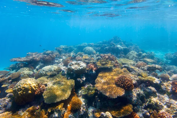 열 대 지방의 산호 — 스톡 사진