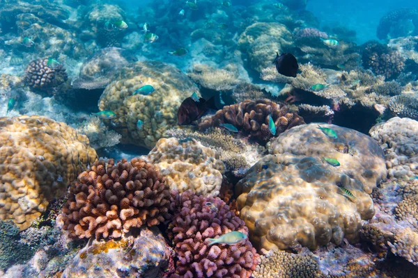 열 대 지방의 산호 — 스톡 사진