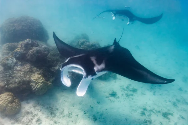 Manta promienie kąpiel w Oceanie — Zdjęcie stockowe