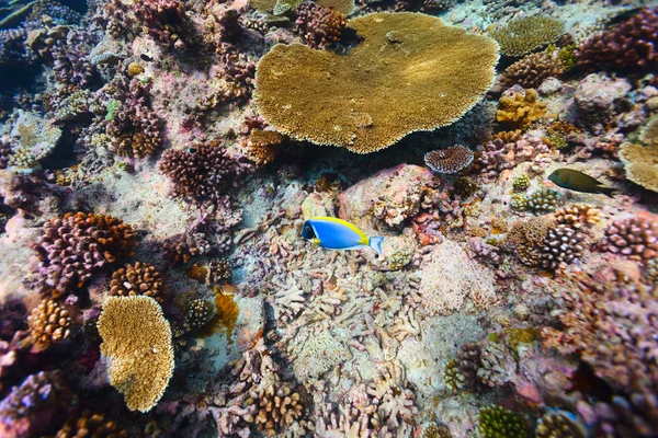 Coral reef underwater — Stock Photo, Image