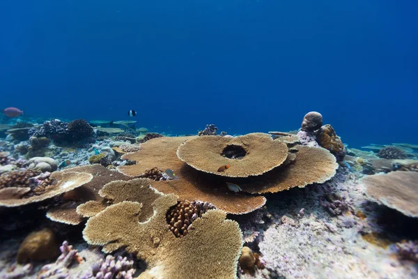 Korallrev under vattnet — Stockfoto