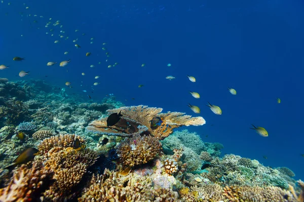 Coral reef underwater — Stock Photo, Image