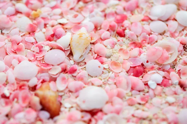 Barbuda pink sand beach — Stock Photo, Image