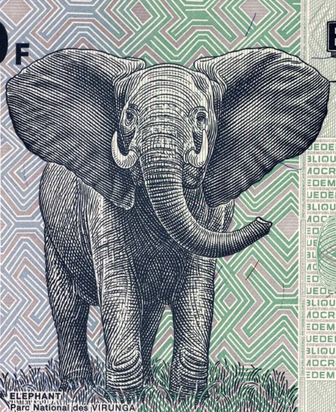 Elefante — Foto de Stock