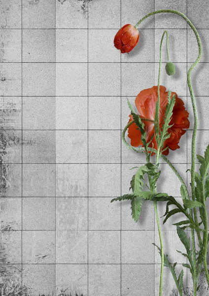 Poppy flowers background — Stock Photo, Image