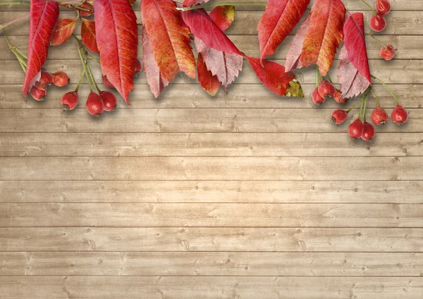 Hojas de otoño y bayas rojas — Foto de Stock