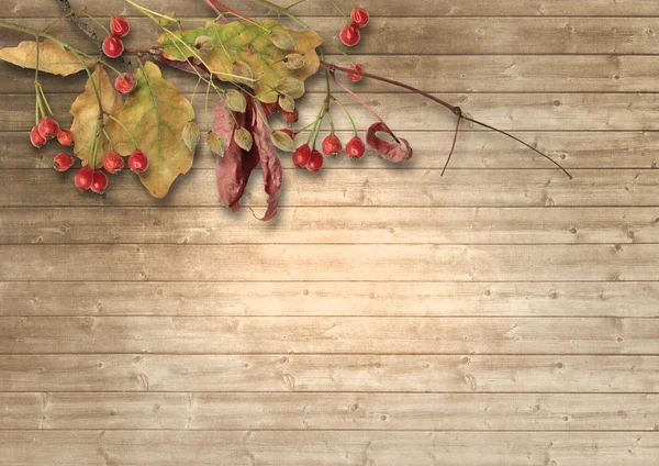 Feuilles d'automne et baies rouges — Photo