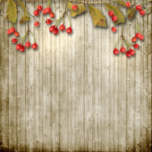Pozadí s podzimní ashberries — Stock fotografie
