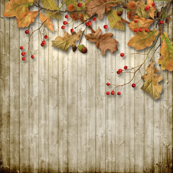 Autumn leaves and rowan — Stock Photo, Image