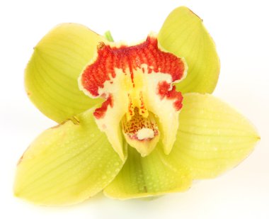 Sarı orkide çiçek