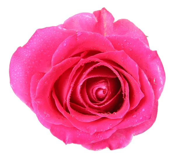 Pink Rose White Background — Stock Photo, Image