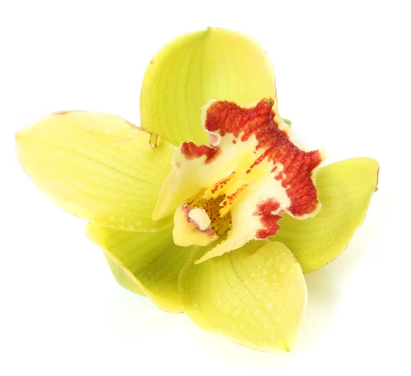 Жовта квітка орхідеї — стокове фото