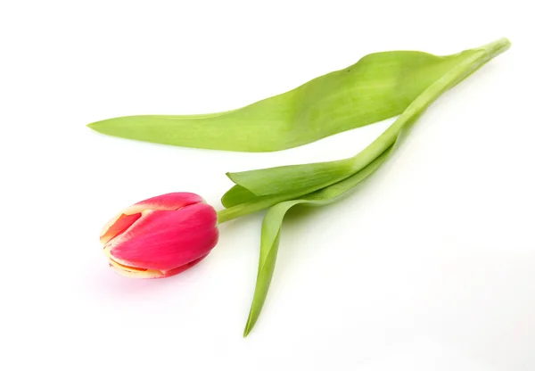 Rosa Tulpe isoliert — Stockfoto