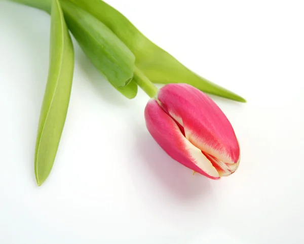 Tulipa rosa isolada — Fotografia de Stock