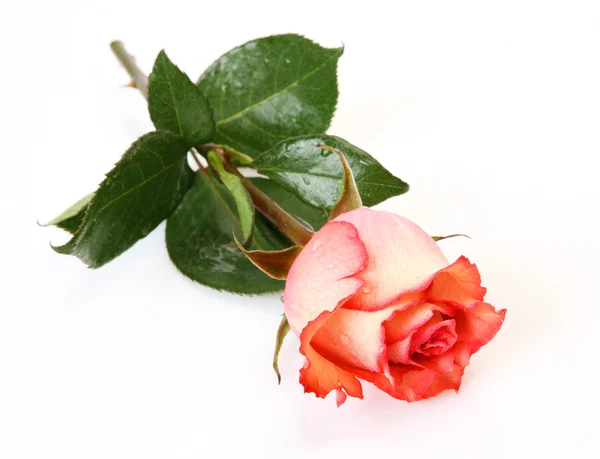 Rosa floreciente aislada —  Fotos de Stock