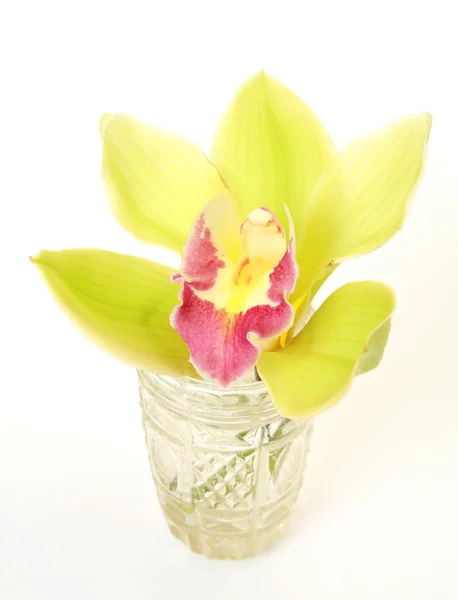 Flor amarela da orquídea no vaso — Fotografia de Stock