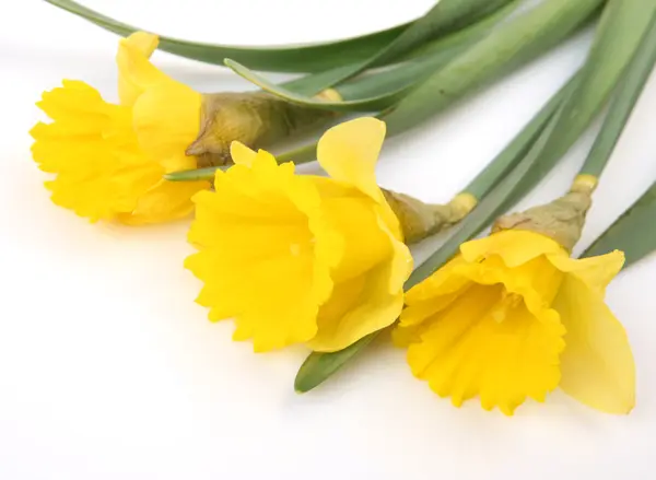 Narciso Amarillo Sobre Blanco —  Fotos de Stock