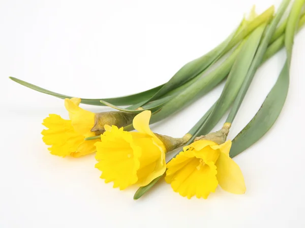 Narciso Amarelo Branco — Fotografia de Stock