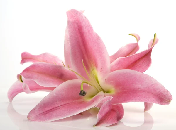 Pink lilies on a white background — Stock Photo, Image