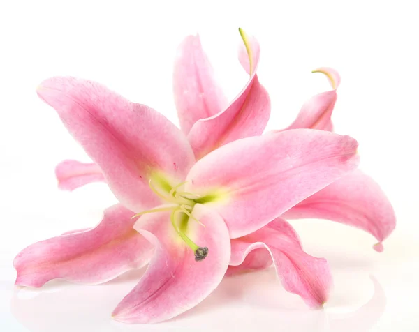 Rózsaszín liliom fehér alapon — Stock Fotó