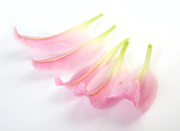 Pétalas de um lírio rosa — Fotografia de Stock