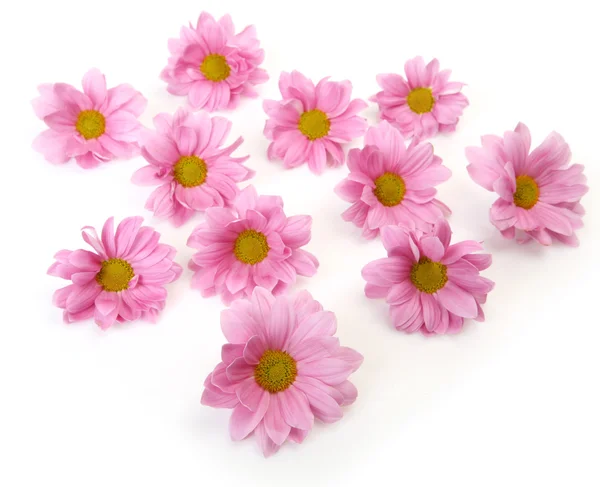 Pink flowers on a white background — Stock Photo, Image