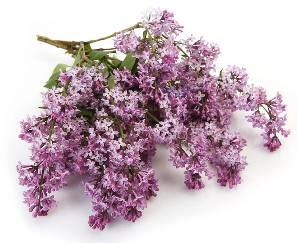 Lila bloemen op een witte achtergrond — Stockfoto