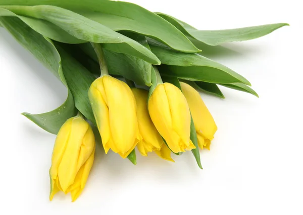 Gelbe Tulpen Auf Weißem Hintergrund — Stockfoto