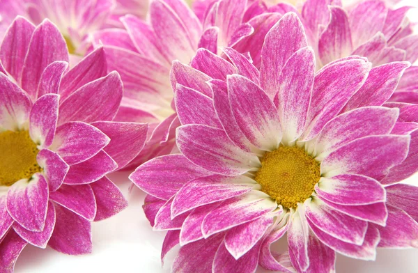 Flores cor de rosa em um fundo branco — Fotografia de Stock