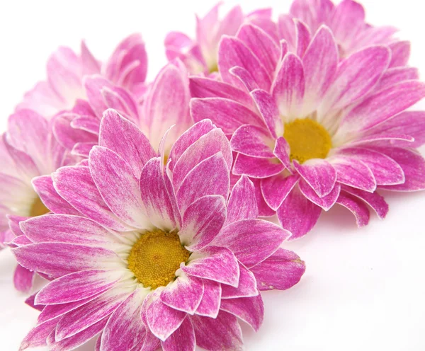 Pink flowers on a white background Stock Photo