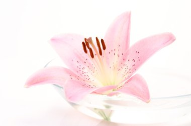 ayrıntı görünümü pembe lily plaka