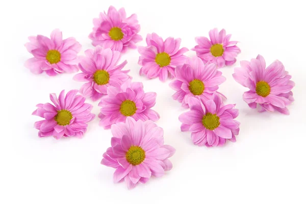 Flores cor de rosa em um fundo branco — Fotografia de Stock