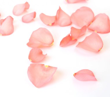 Beyaz arkaplanda pembe gül yaprakları