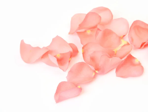 Pink rose petals on white background — Stock Photo, Image