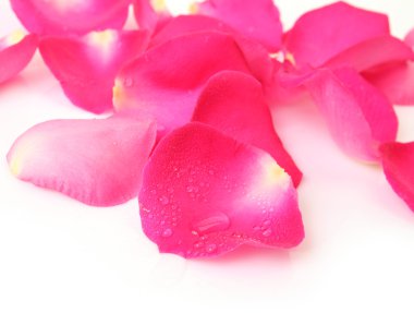 beyaz zemin üzerine gül yaprakları