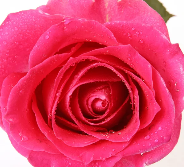 Close View Pink Rose — Stock Photo, Image