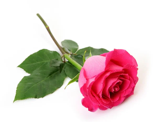 Pink Rose White Background — Stock Photo, Image