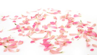 yaprakları renk beyaz bir arka plan üzerinde